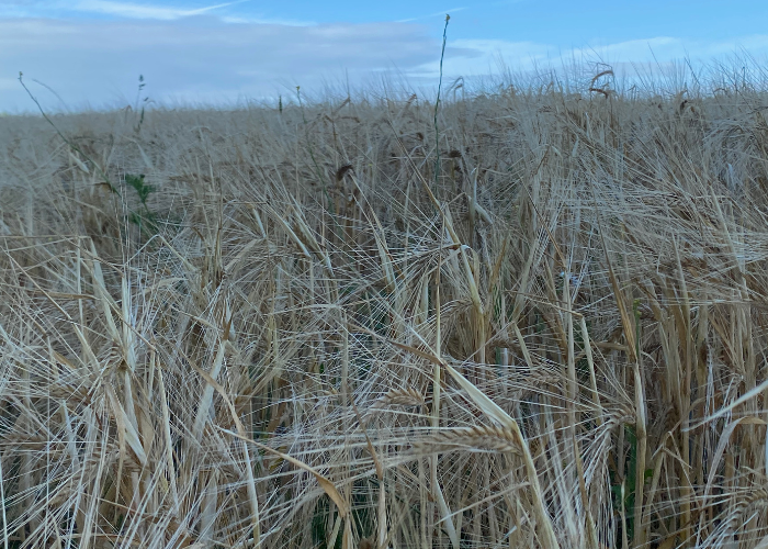 Different barley varieties